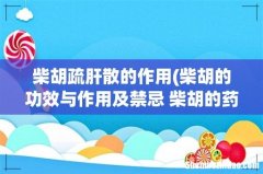 柴胡的功效与作用及禁忌 柴胡的药用价值是什么 柴胡疏肝散的作用