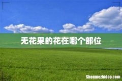 无花果的花在哪个部位