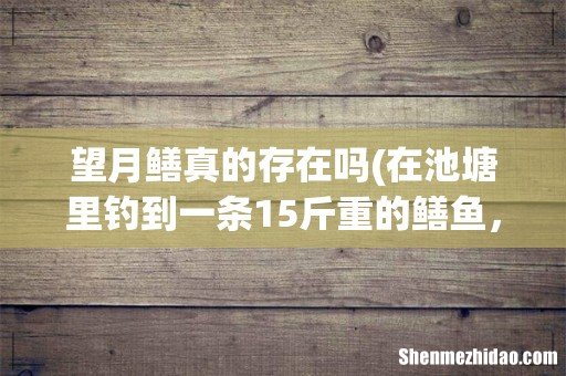 在池塘里钓到一条15斤重的鳝鱼，这么大的黄鳝能吃吗？ 望月鳝真的存在吗