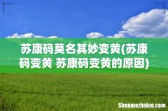 苏康码变黄 苏康码变黄的原因 苏康码莫名其妙变黄