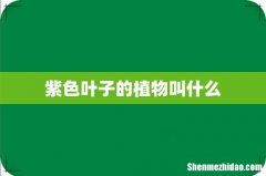 紫色叶子的植物叫什么