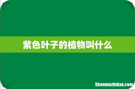 紫色叶子的植物叫什么