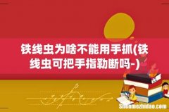 铁线虫可把手指勒断吗- 铁线虫为啥不能用手抓