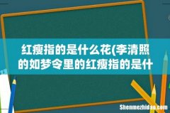 李清照的如梦令里的红瘦指的是什么花 红瘦指的是什么花
