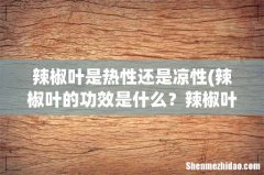 辣椒叶的功效是什么？辣椒叶原来可以这么吃 辣椒叶是热性还是凉性