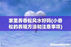 小香松的养殖方法和注意事项 家里养香松风水好吗