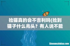 捡到猫子什么兆头？有人说不能捡路边的猫咪，在路边捡猫咪是不好的 捡猫真的会不吉利吗