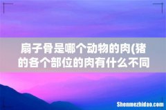 猪的各个部位的肉有什么不同？有多少种？（后丘，前槽，里脊，五花肉....... 扇子骨是哪个动