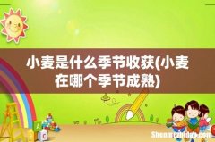 小麦在哪个季节成熟 小麦是什么季节收获