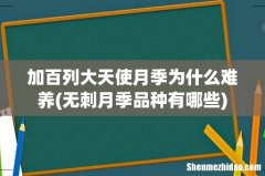 无刺月季品种有哪些 加百列大天使月季为什么难养