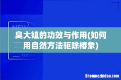 如何用自然方法驱除椿象 臭大姐的功效与作用