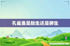 孔雀鱼是胎生还是卵生