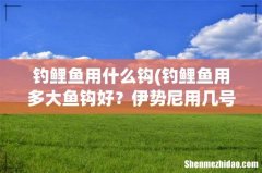 钓鲤鱼用多大鱼钩好？伊势尼用几号 钓鲤鱼用什么钩