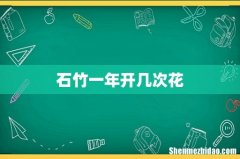 石竹一年开几次花