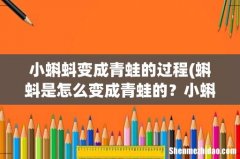 蝌蚪是怎么变成青蛙的？小蝌蚪为什么要找妈妈？小蝌蚪的爸爸去哪了 小蝌蚪变成青蛙的过程