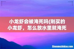 刚买的小龙虾，怎么放水里就淹死了 小龙虾会被淹死吗