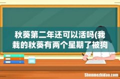 我栽的秋葵有两个星期了被狗狗搞断了能活吗- 秋葵第二年还可以活吗