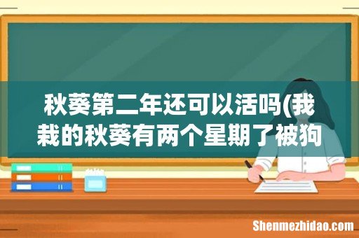 我栽的秋葵有两个星期了被狗狗搞断了能活吗- 秋葵第二年还可以活吗
