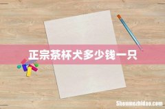 正宗茶杯犬多少钱一只