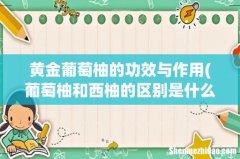 葡萄柚和西柚的区别是什么？ 黄金葡萄柚的功效与作用