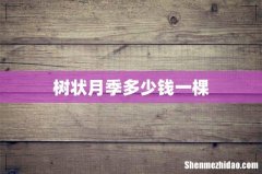 树状月季多少钱一棵