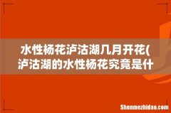 泸沽湖的水性杨花究竟是什么花，什么季节去最好看？ 水性杨花泸沽湖几月开花