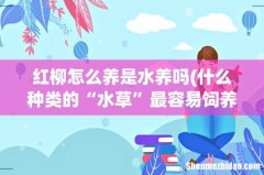 什么种类的“水草”最容易饲养，力求详细？ 红柳怎么养是水养吗