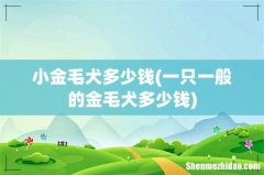 一只一般的金毛犬多少钱 小金毛犬多少钱