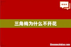 三角梅为什么不开花