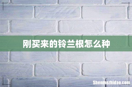 刚买来的铃兰根怎么种