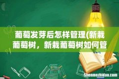 新栽葡萄树，新栽葡萄树如何管理呢？ 葡萄发芽后怎样管理