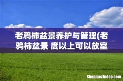 老鸦柿盆景+度以上可以放室外吗 老鸦柿盆景养护与管理