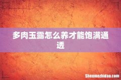 多肉玉露怎么养才能饱满通透