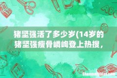 14岁的猪坚强瘦骨嶙峋登上热搜，猪坚强到底是谁？ 猪坚强活了多少岁