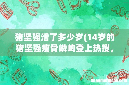14岁的猪坚强瘦骨嶙峋登上热搜,猪坚强到底是谁? 猪坚强活了多少岁