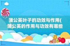 蒲公英的作用与功效有哪些？ 蒲公英叶子的功效与作用