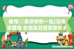深海安康鱼 长相虽丑但营养很丰富(有海中鹅肝之称 雄性鮟鱇鱼悲惨的一生)