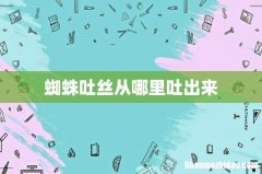 蜘蛛吐丝从哪里吐出来