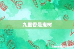 九里香是鬼树