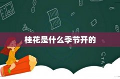 桂花是什么季节开的