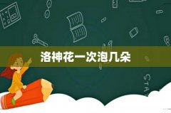 洛神花一次泡几朵