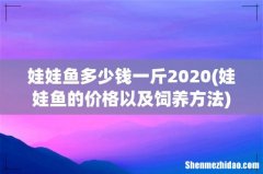 娃娃鱼的价格以及饲养方法 娃娃鱼多少钱一斤2020