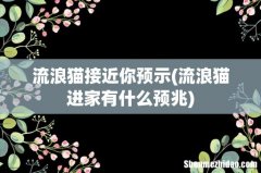 流浪猫进家有什么预兆 流浪猫接近你预示