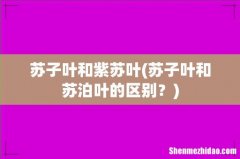 苏子叶和苏泊叶的区别？ 苏子叶和紫苏叶