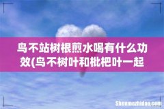 鸟不树叶和枇杷叶一起煎熬汤喝可以治咳嗽吗？ 鸟不站树根煎水喝有什么功效
