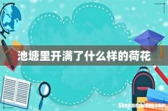 池塘里开满了什么样的荷花