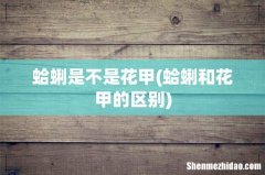 蛤蜊和花甲的区别 蛤蜊是不是花甲