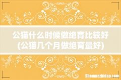 公猫几个月做绝育最好 公猫什么时候做绝育比较好