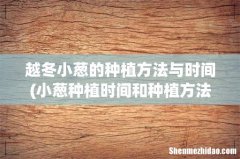 小葱种植时间和种植方法介绍 越冬小葱的种植方法与时间