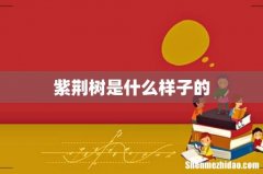 紫荆树是什么样子的